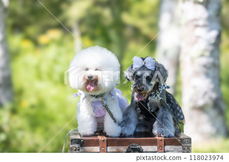 With a dog in the shade With a dog in the shade 118023974