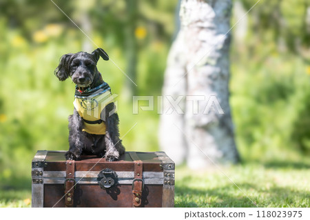 With a dog in the shade With a dog in the shade 118023975