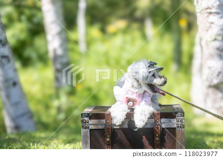 一隻狗在樹蔭下 一隻狗在樹蔭下 118023977