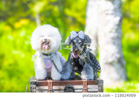 和我的狗在樹蔭下 和我的狗在樹蔭下 118024009