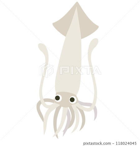 魷魚、普通魷魚、海鮮 118024045