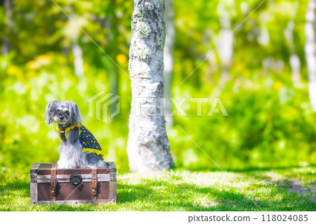 In the shade of a tree with my dog, a miniature schnauzer In the shade of a tree with my dog, a miniature schnauzer 118024085