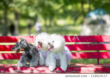 In the shade with my dog In the shade with my dog 118024117
