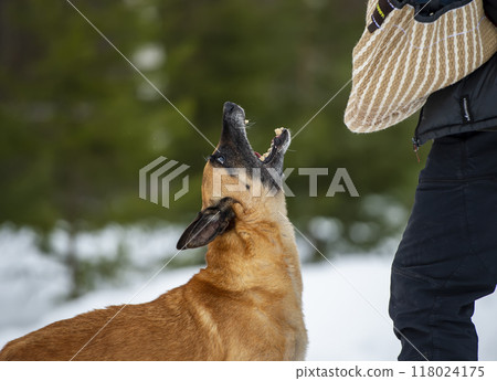 Belgian shepherd malinois dog on protection training 118024175