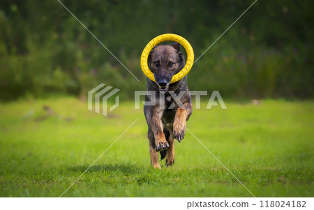 German shepherd running in the field with a toy ring in his teeth 118024182