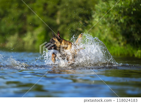 Belgian shepherd malinois dog splashing in the water on a sunny summer day 118024183