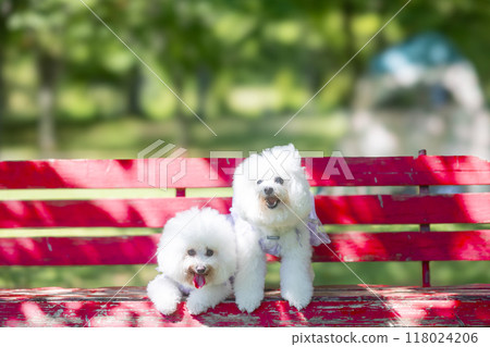 Red bench, white fluffy dog Red bench, white fluffy dog 118024206
