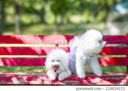 紅色長凳，白色毛茸茸的狗 118024211