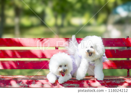 Red bench, white fluffy dog Red bench, white fluffy dog 118024212