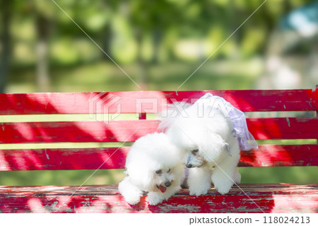 Red bench, white fluffy dog Red bench, white fluffy dog 118024213