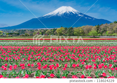 [山梨縣] 從色彩繽紛的鬱金香盛開的宮古公園出發，富士山 118024229