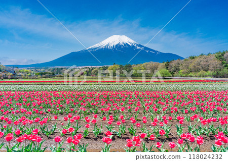 [Yamanashi Prefecture] Mt. Fuji from Hanamiyako Park with colorful tulips in bloom 118024232