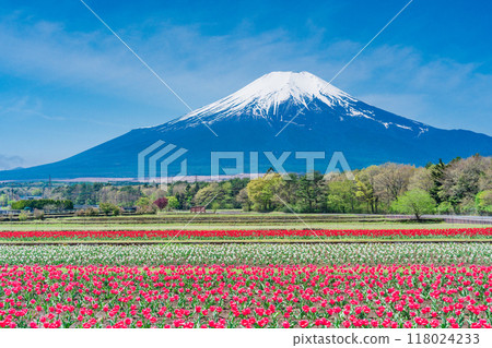 [山梨縣] 從色彩繽紛的鬱金香盛開的宮古公園出發，富士山 118024233