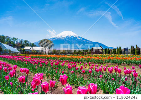 [山梨縣] 從色彩繽紛的鬱金香盛開的宮古公園出發，富士山 118024242