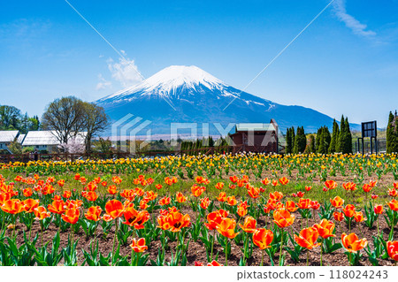[山梨縣] 從色彩繽紛的鬱金香盛開的宮古公園出發，富士山 118024243