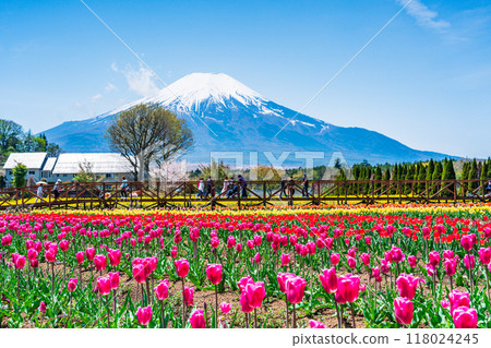 [山梨縣] 從色彩繽紛的鬱金香盛開的宮古公園出發，富士山 118024245