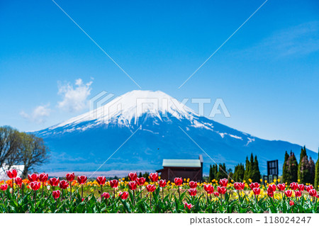 [Yamanashi Prefecture] Mt. Fuji from Hanamiyako Park with colorful tulips in bloom 118024247