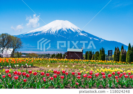 [山梨縣] 從色彩繽紛的鬱金香盛開的宮古公園出發，富士山 118024248