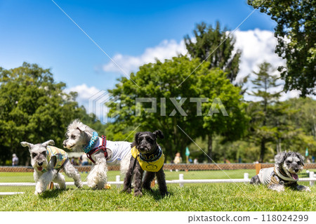 Dog walking in the park: Miniature Schnauzer 118024299