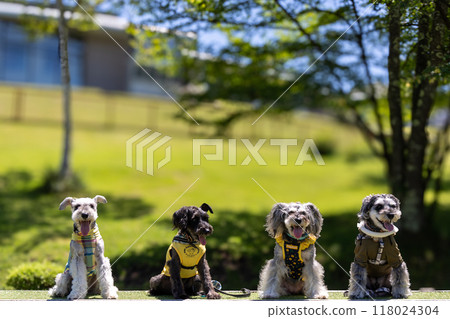 在公園遛狗迷你雪納瑞 118024304