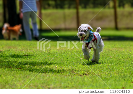 Dog walking in the park: Miniature Schnauzer 118024310