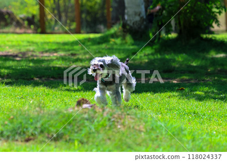 狗在跑狗場玩耍 118024337