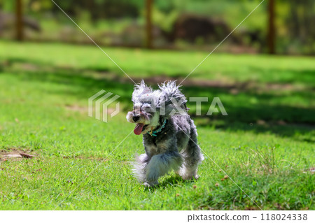 狗在跑狗場玩耍 狗在跑狗場玩耍 118024338