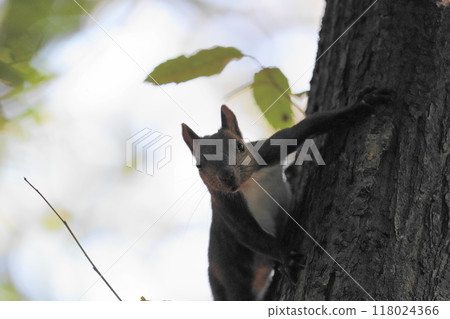 Ezo squirrel climbing a tree 118024366