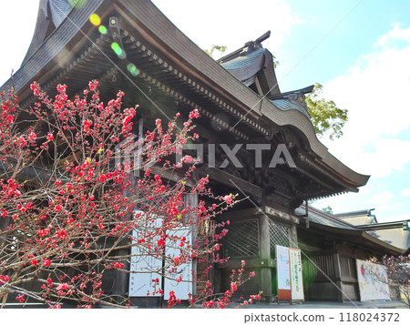 福岡縣直方市桃花盛開的多賀神社大門 福岡縣直方市桃花盛開的多賀神社大門 118024372