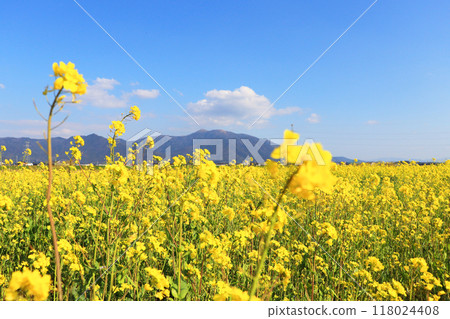 Rape blossoms, blue sky and mountain ranges on the banks of the Onga River in Nogata City, Fukuoka Prefecture Rape blossoms, blue sky and mountain ranges on the banks of the Onga River in Nogata City, Fukuoka Prefecture 118024408