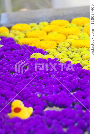 A shrine's water basin with beautiful flowers floating in it A shrine's water basin with beautiful flowers floating in it 118024409