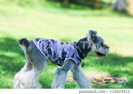 Miniature Schnauzer playing in a dog run Miniature Schnauzer playing in a dog run 118024422