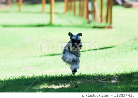 Miniature Schnauzer playing in a dog run Miniature Schnauzer playing in a dog run 118024423