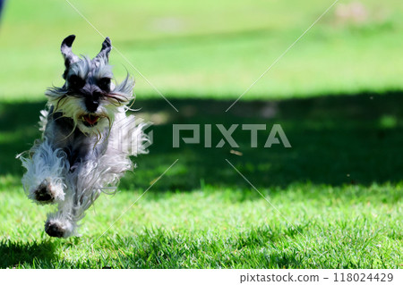 迷你雪納瑞狗在狗狗跑道上玩耍 118024429