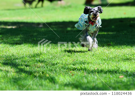 Miniature Schnauzer playing in a dog run 118024436