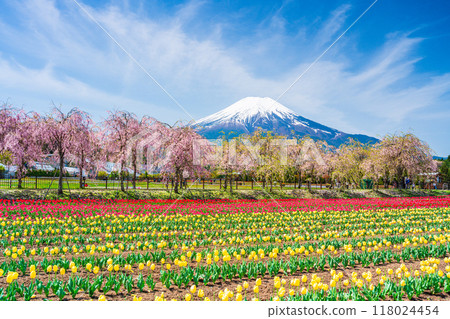 [Yamanashi Prefecture] Hana no Miyako Park: Mount Fuji seen through rows of tulips and cherry blossoms 118024454