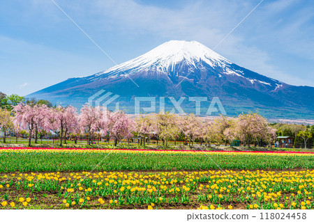 [山梨縣] 花宮湖公園 - 穿過鬱金香和櫻花樹的富士山 118024458