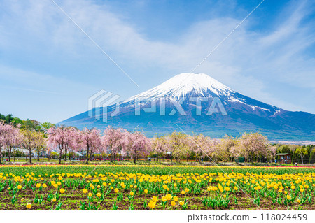 [山梨縣] 花宮湖公園 - 穿過鬱金香和櫻花樹的富士山 118024459