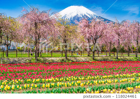 [Yamanashi Prefecture] Hana no Miyako Park: Mount Fuji seen through rows of tulips and cherry blossoms 118024461