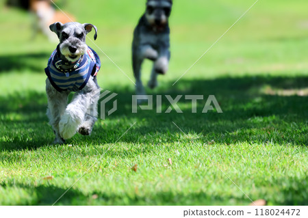 迷你雪納瑞狗在狗跑道上奔跑 118024472