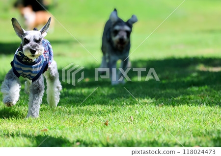 迷你雪納瑞狗在狗跑道上奔跑 118024473