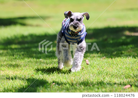 迷你雪納瑞狗在狗跑道上奔跑 118024476