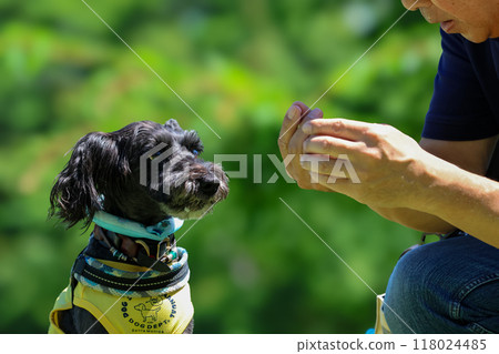 Miniature Schnauzer running in a dog run Miniature Schnauzer running in a dog run 118024485