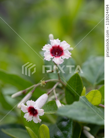 Small white and red spider vine 118024494