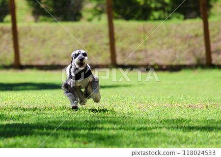 Running dog miniature schnauzer Running dog miniature schnauzer 118024533