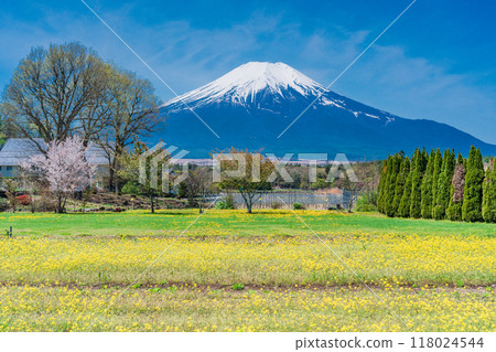 [山梨縣]從油菜花盛開的花宮湖公園眺望富士山 118024544