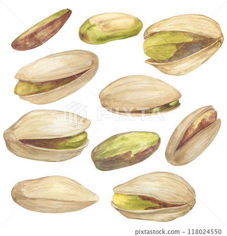 Pistachio nut watercolor illustration set. Botanical drawing sketch stylized. Isolated. Hand drawn, suitable for food packaging design 118024550