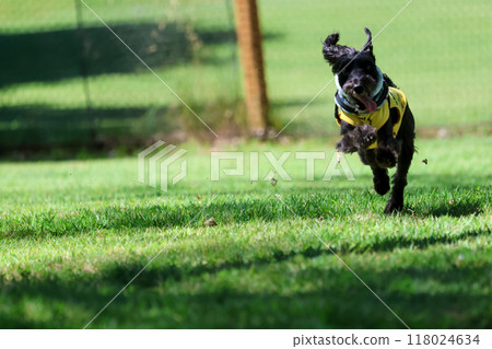 Running dog miniature schnauzer Running dog miniature schnauzer 118024634
