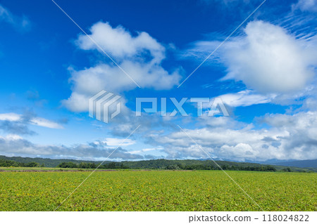 Potato fields in Imakane, Hokkaido 118024822