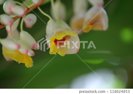 Kifugetto花 118024853